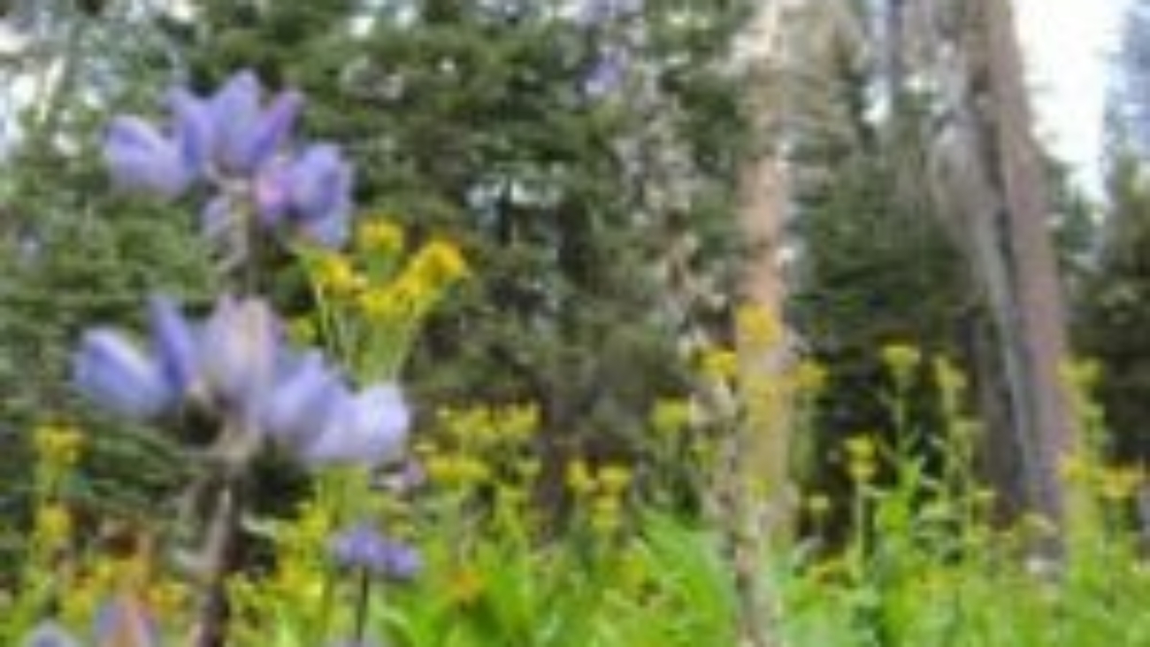 park_flowers